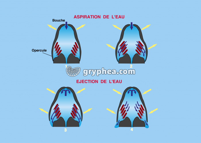 Mouvements respiratoires chez les Poissons - gryphea.com